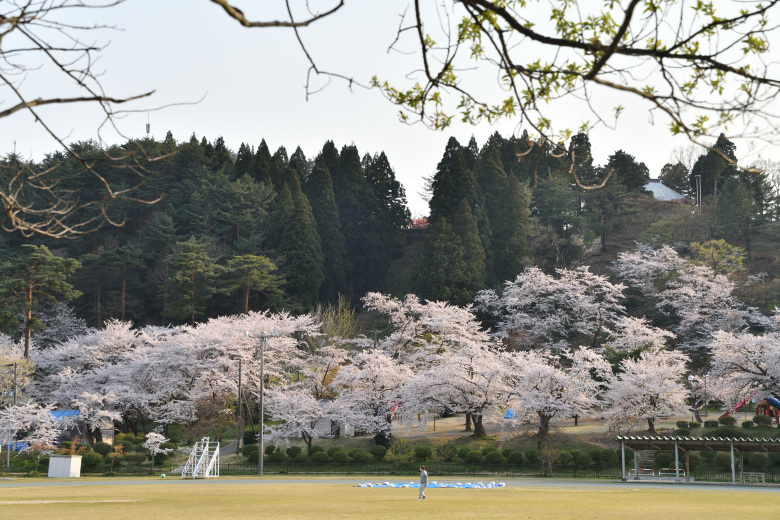 新潟で満開の桜を見た